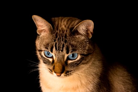 Gato, Azul, Mascota photo