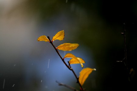 Rainy, Rain, Leaf