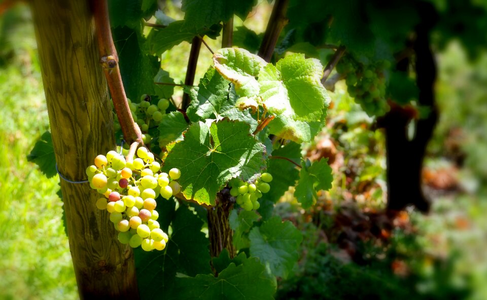 Grape close up vine
