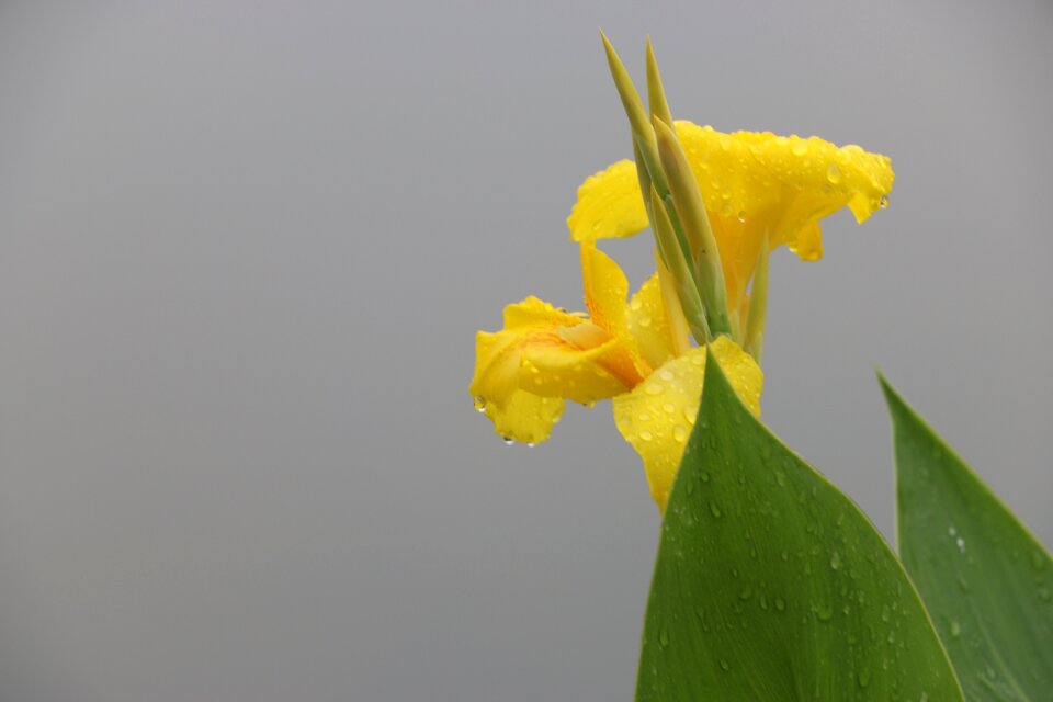 Flower water droplets rain