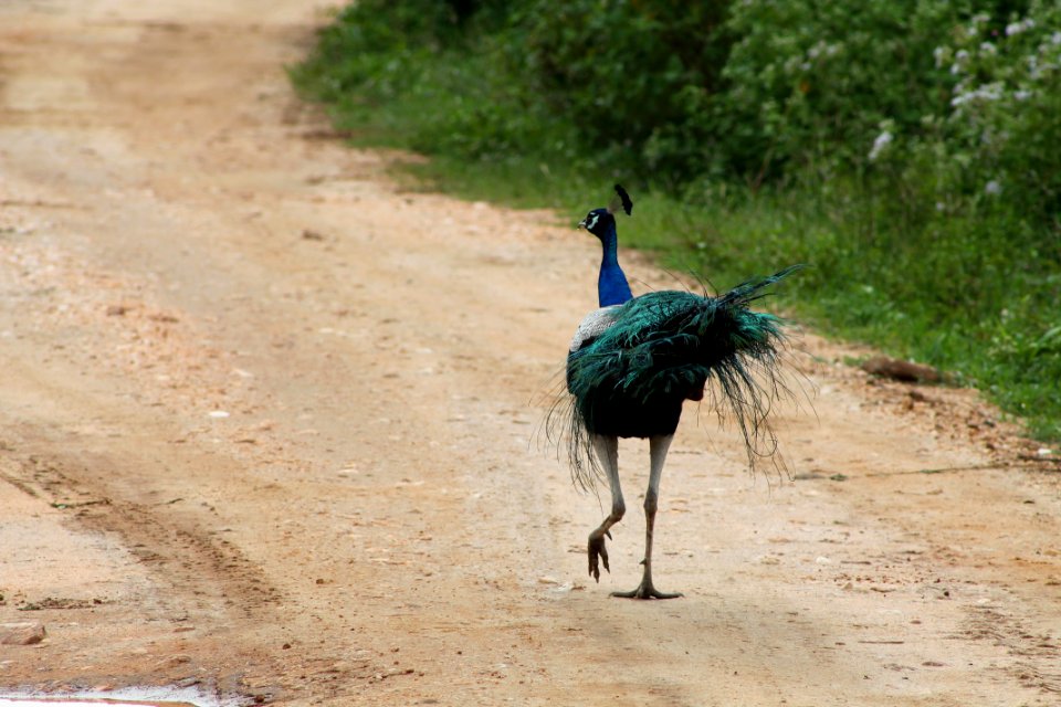Sri lanka, Udawalawe national park, National park