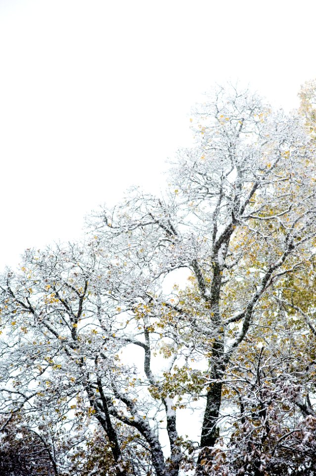 snow-covered tree during daytime