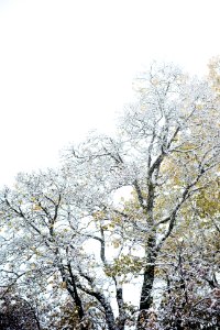 snow-covered tree during daytime