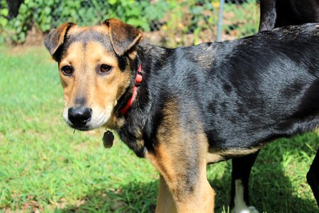 German shepherd rescue dog shelter dog