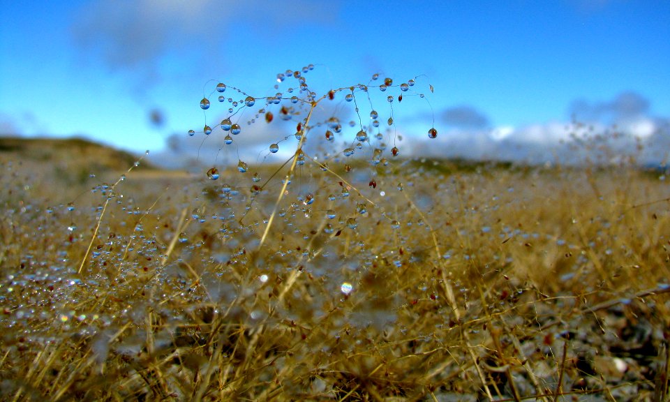 Serra da arada, Portugal, Dew