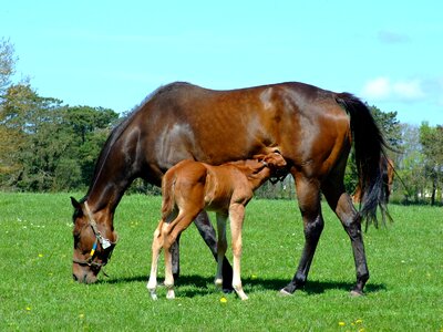 Mare foal horse photo