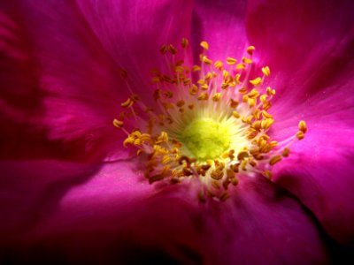 Pink, Flower, Macro photo