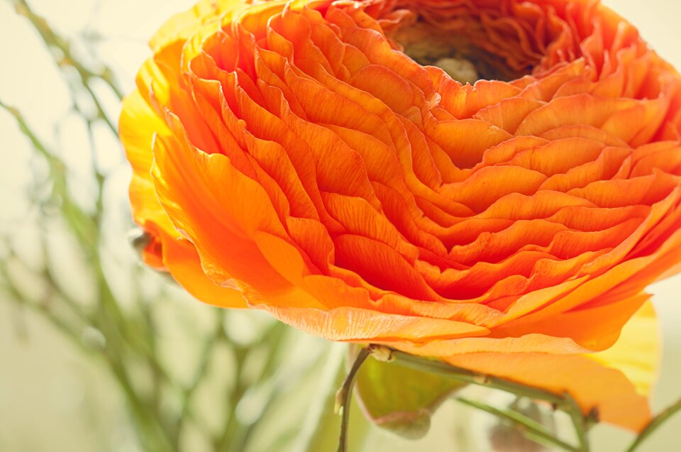 Bloom petals orange