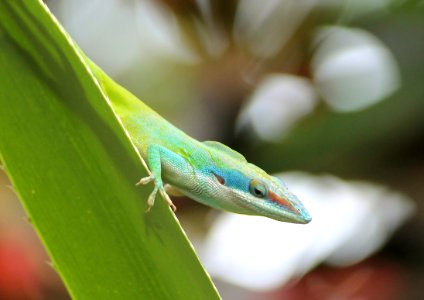 Green, Colour, Lezard