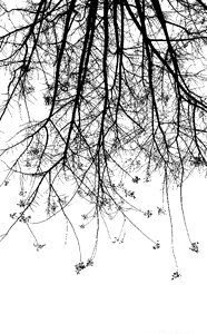 Black and white silhouette gray tree