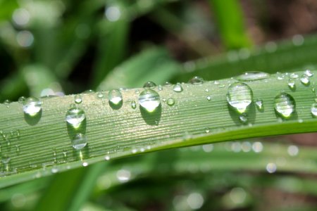 macro photography of water droplets on green leaf photo