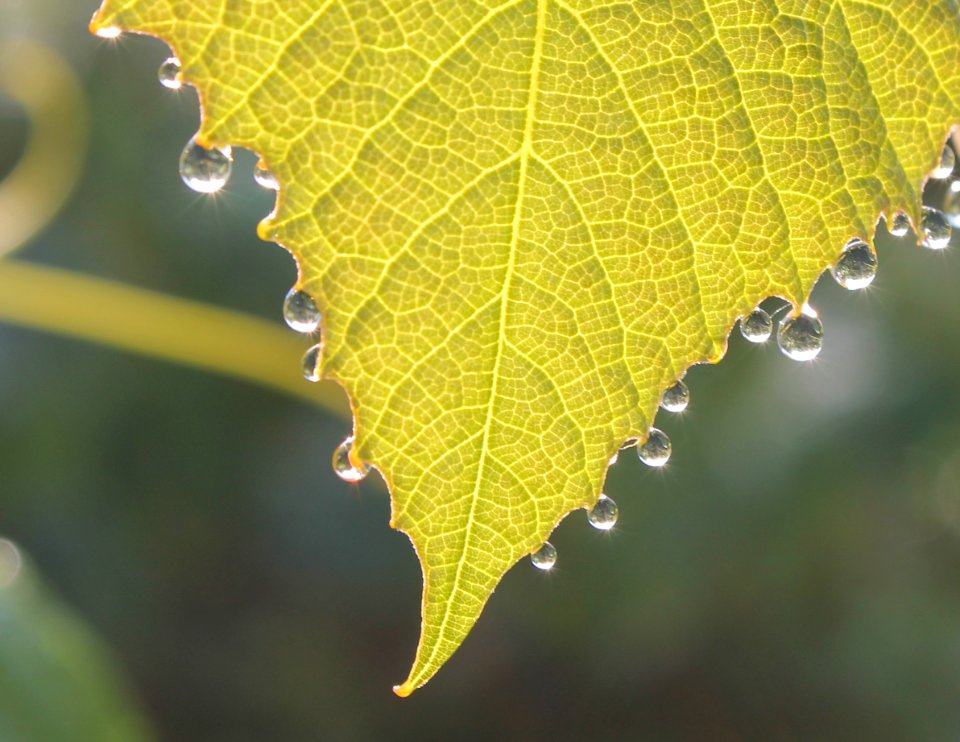 Roumanie, Water drop, Leaf