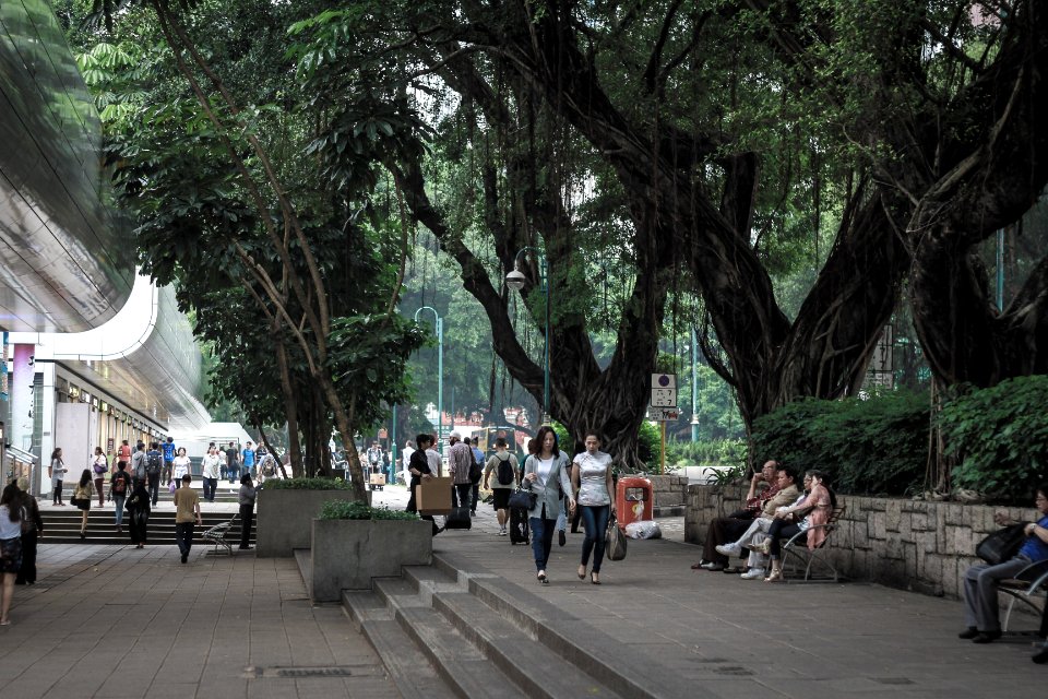 Miramar shopping centre, Hong kong, Tree