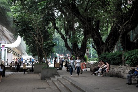 Miramar shopping centre, Hong kong, Tree