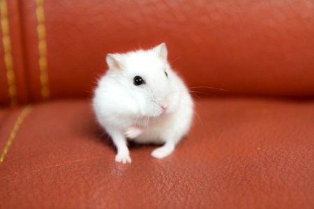 Cute, Mouse, Animal