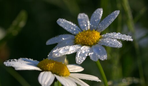 Blossom bloom plant