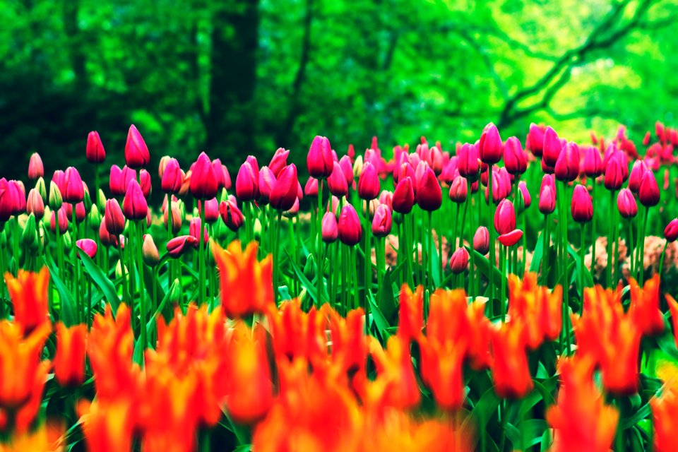 Netherl, Tulip, Quiet