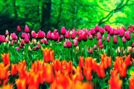 Netherl, Tulip, Quiet