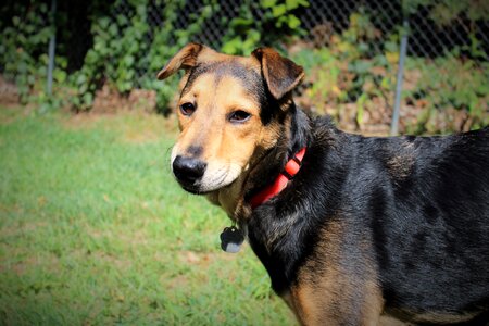 Rescue dog shelter dog shepherd