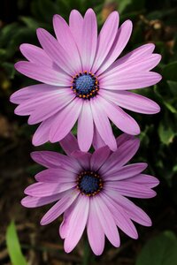 Lilac flower nature garden