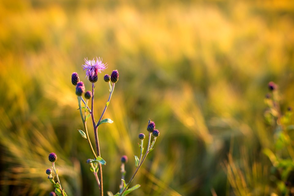 Grassl, Meadow, Warm