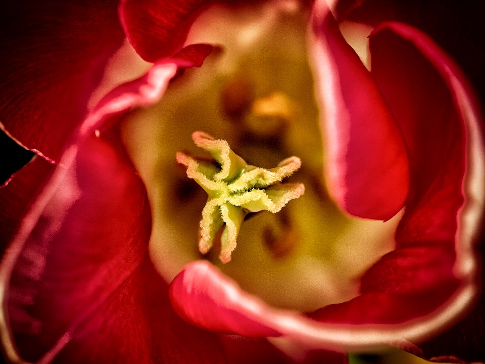 Flower, Bloom, Pistil