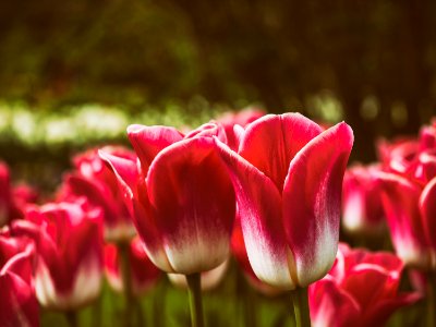 red tulips on macro shot photo