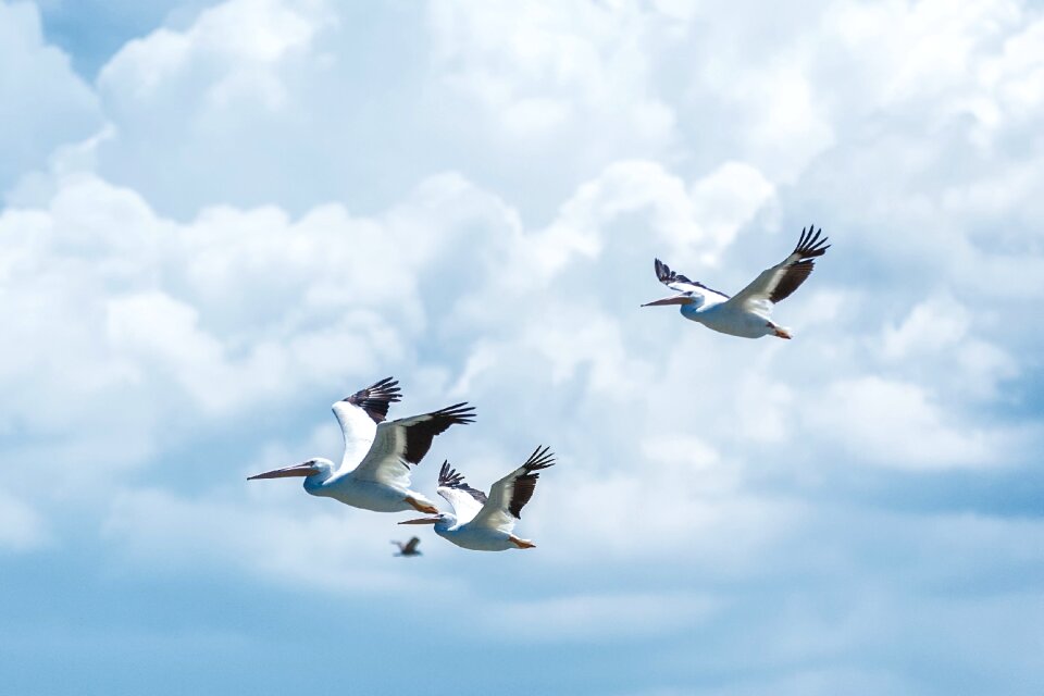Birds feathers flight