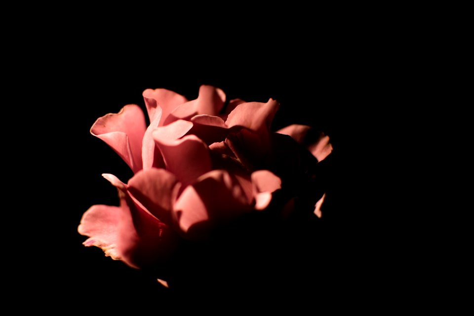 Petals, Petal, Roses