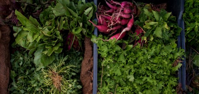 variety of green vegetables