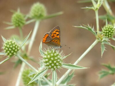 Libar thorns butterfly mantle bicolor