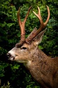 closeup photo of brown deer in forest