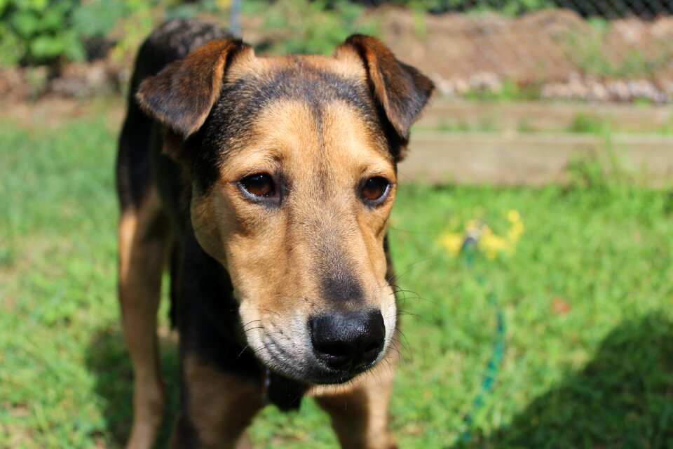 Rescue dog shelter dog shepherd