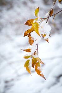 Snowy leaves branch photo