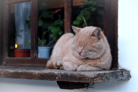 orange cat lying on brown wooden window photo
