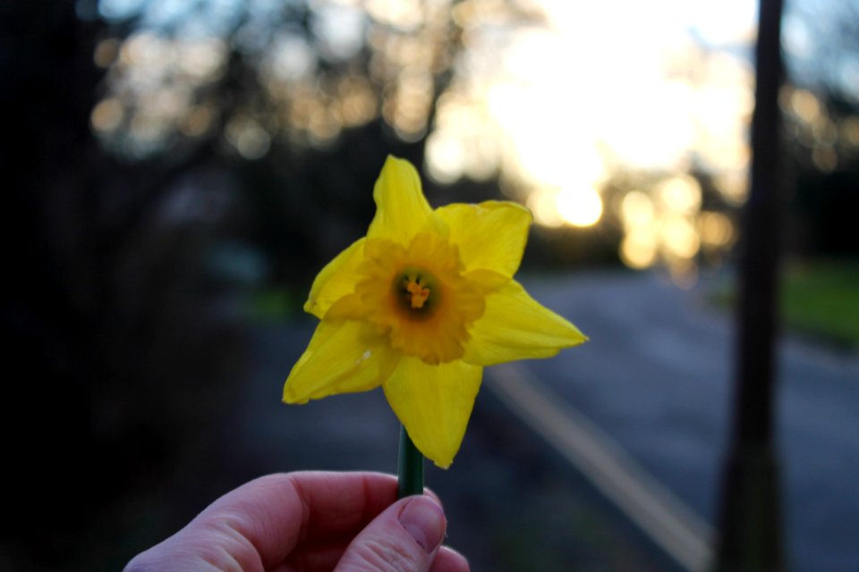 Light, Nature, Bright