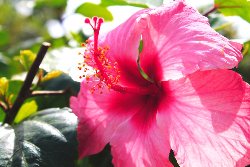 Bermuda, Point shares, Red