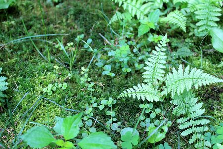 Garden green plants photo