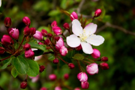 Nature, Spring, Walk
