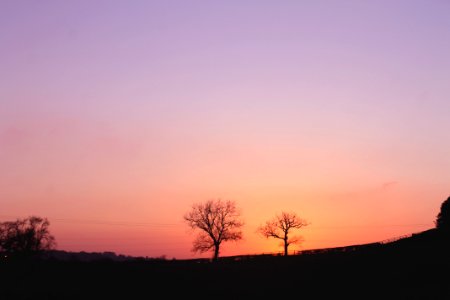 Durham, United kingdom, Tree