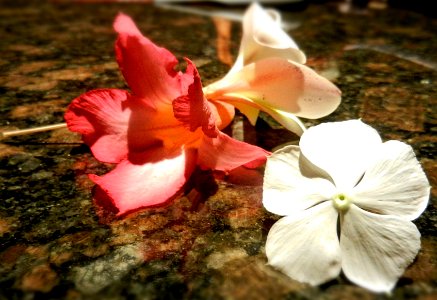 Table, Flower