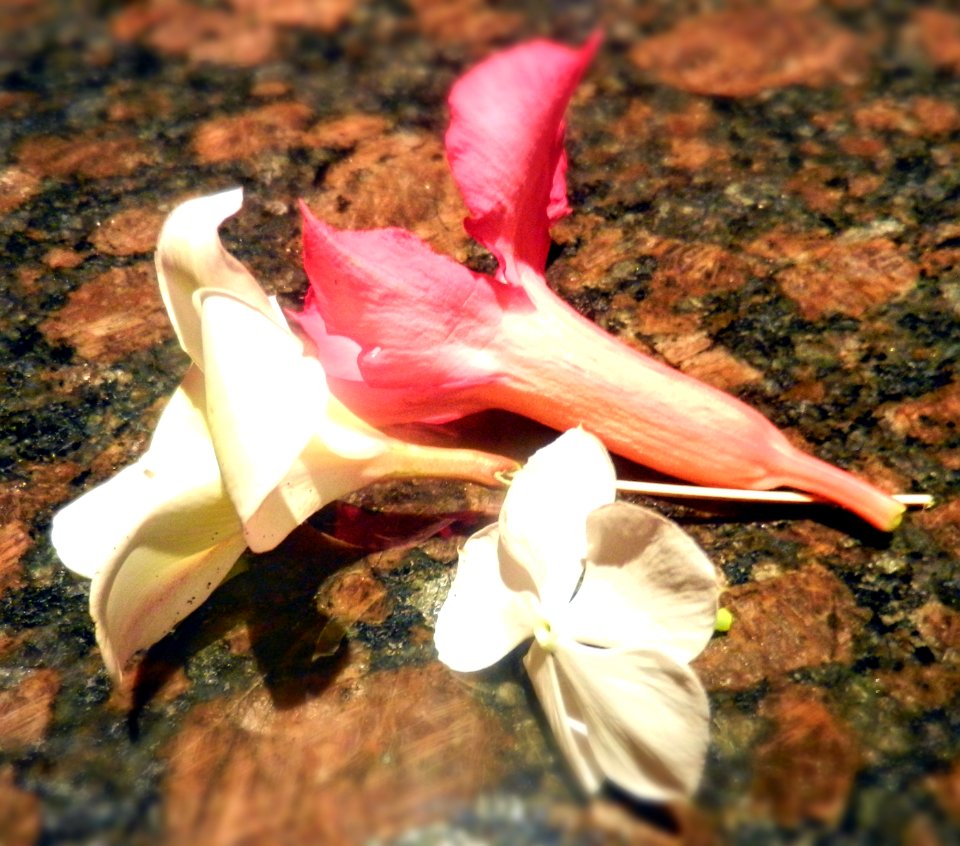 Table, Flower