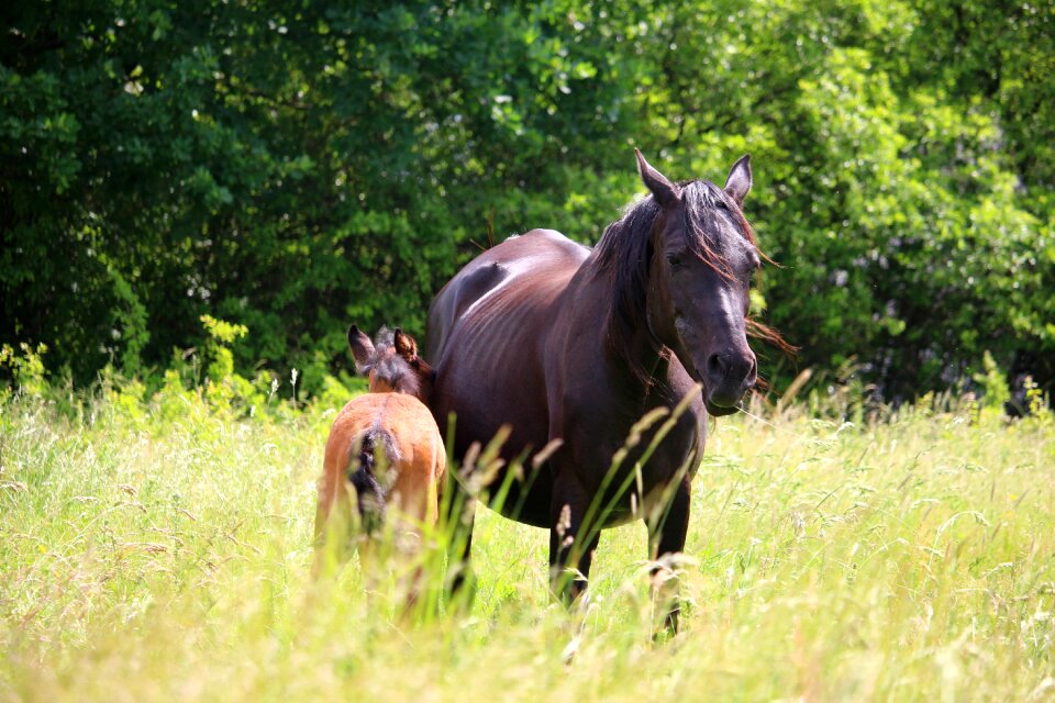 Brown mold rap mare