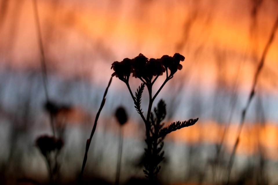 Field, Sunset, Nature