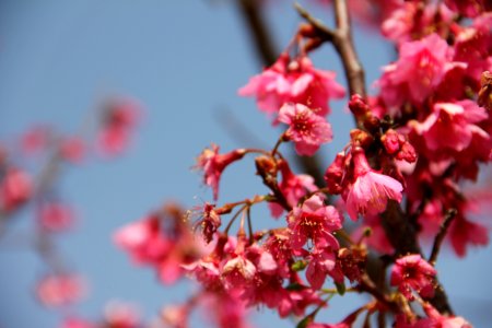 Nan hua temple, Bronkhorstspruit, South africa