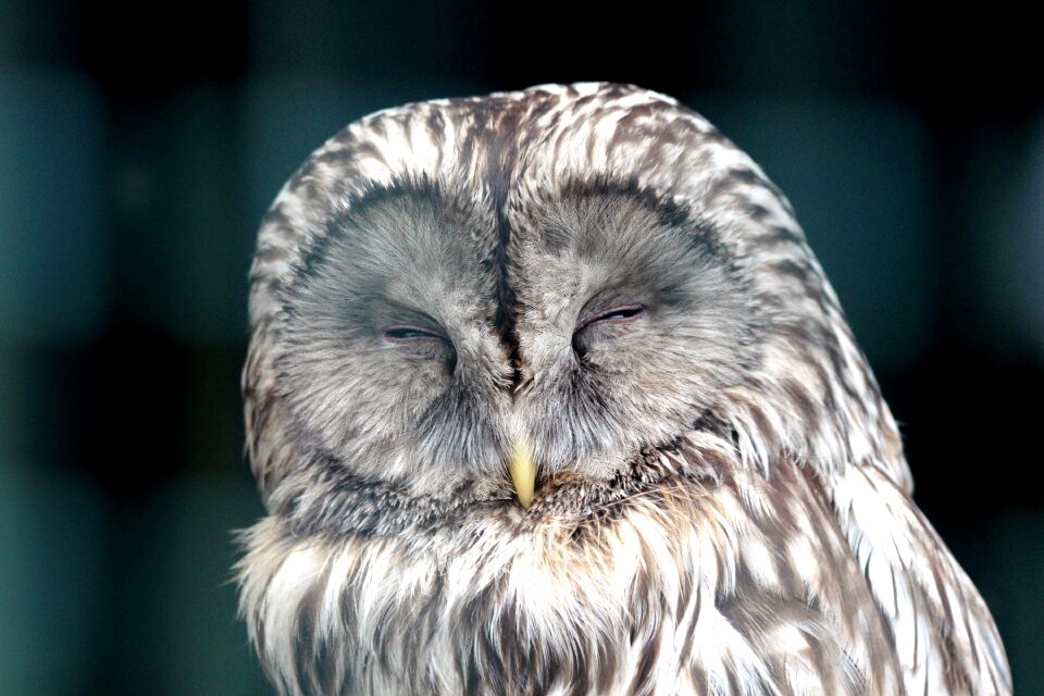 Sleeps beak feathered race