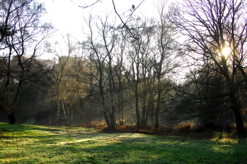 Sunlight, Rays of light, Trees