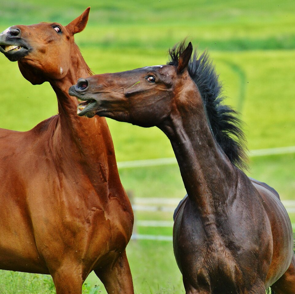 Stallion eat paddock