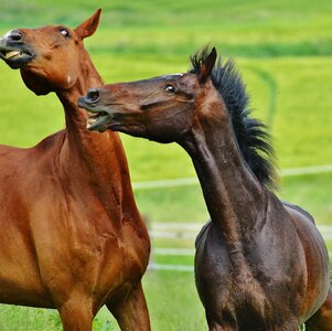 Stallion eat paddock