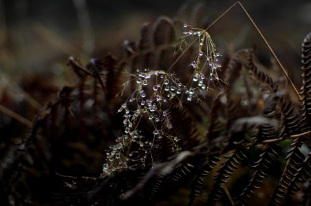 water droplets on plant macro photograpby